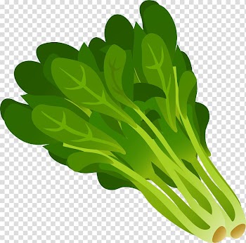 Green vegetable illustration, Spinach Leaf vegetable , Spinach transparent background PNG clipart