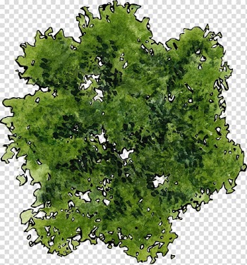 Green vegetable illustration, Tree, A top view of a green tree transparent background PNG clipart