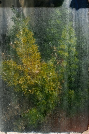 Green vegetation seen through glass