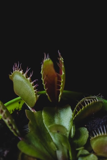 Green Venus Flytraps