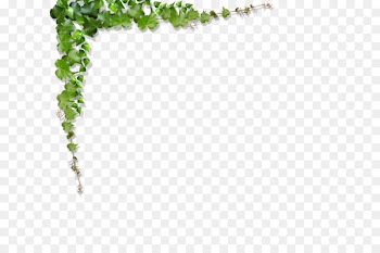 Green Vine Leaf - Green leaves, vines climb the wall 