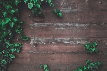 green vine plant beside wall