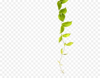 Green Vine Plant Common ivy - Green leaf vines 