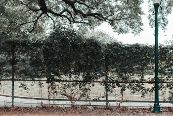 Green Vine Plant Covering a Gray Wire Metal Fence