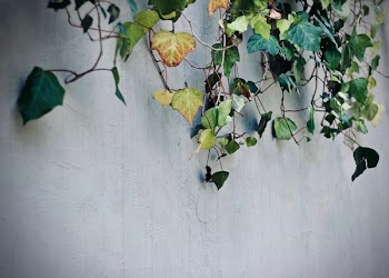 green vine plant on concrete wall