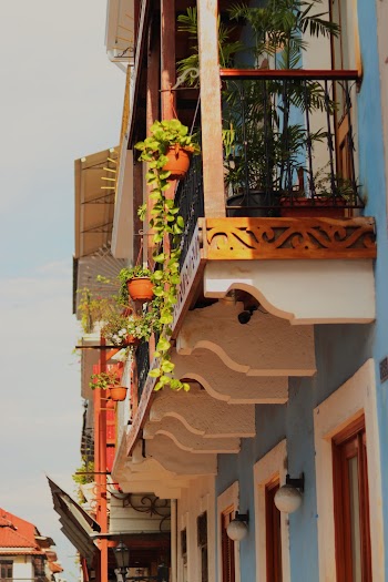 Green Vine Plants