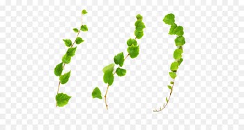 Green vines 