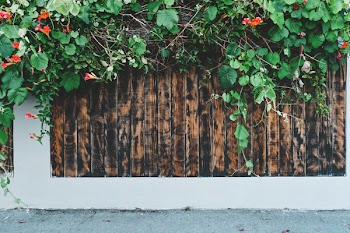 Green Vines on Wall