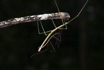 Green Walking Stick Animal