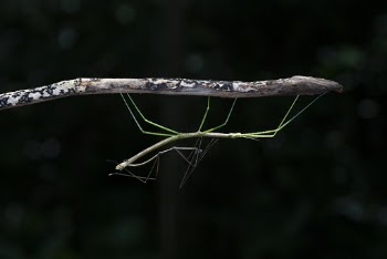 Green Walking Stick Insect