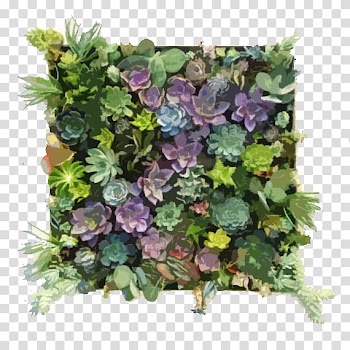 Green wall Succulent plant Frames Garden, hang in there transparent background PNG clipart