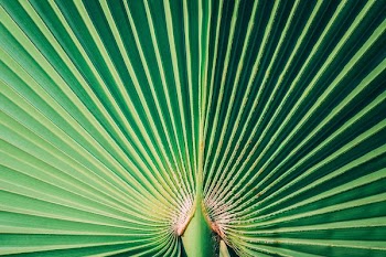 green wallpaper