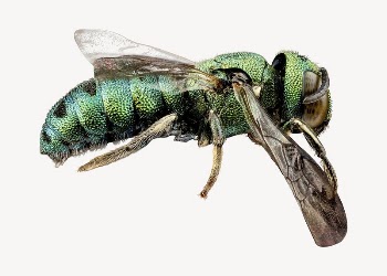 Green wasp collage element, isolated | Free PSD - rawpixel