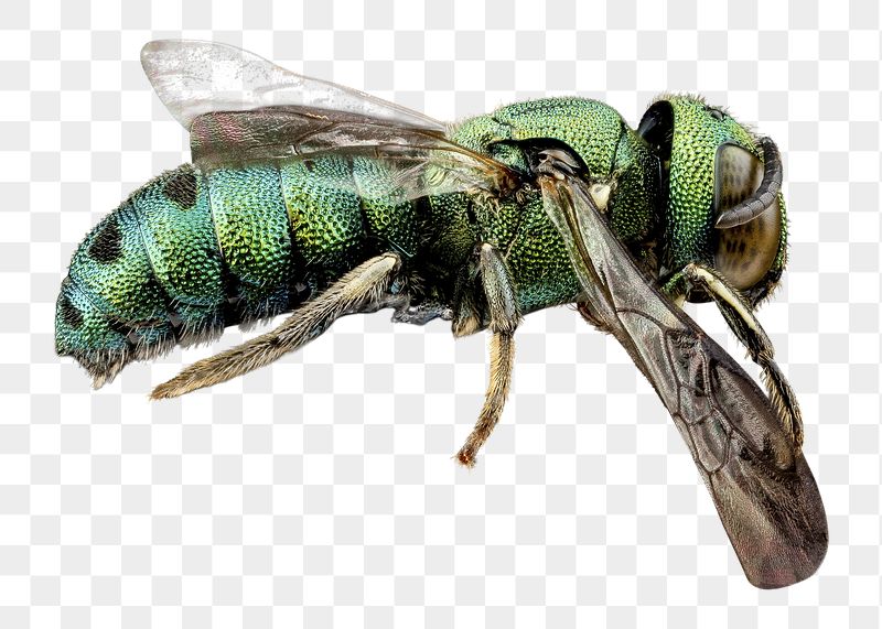 Green wasp png sticker, transparent | Free PNG - rawpixel