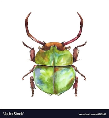 green watercolor beetle watercolor