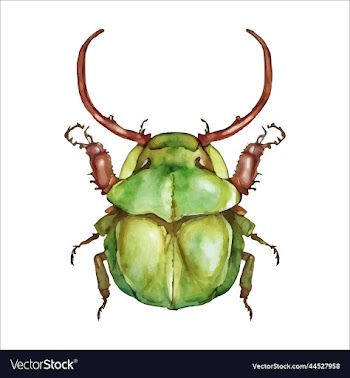 green watercolor beetle watercolor