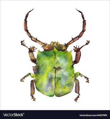 green watercolor beetle watercolor