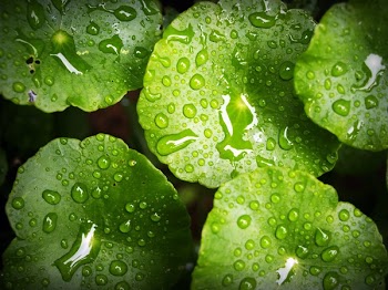 Green Waterlily