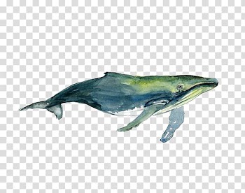 Green whale illustration, Tucuxi Humpback whale Watercolor painting Drawing, Watercolor Whale transparent background PNG clipart