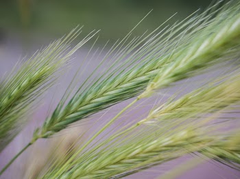 Green Wheat