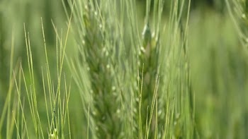 Green Wheat