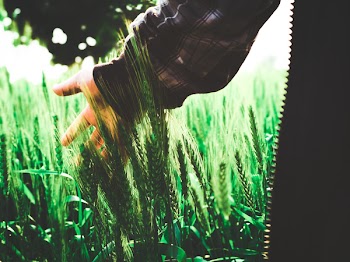Green Wheat