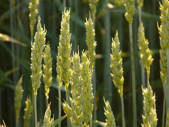 Green Wheat