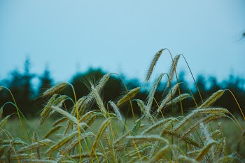 Green Wheat Field