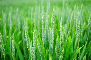 Green Wheat Field