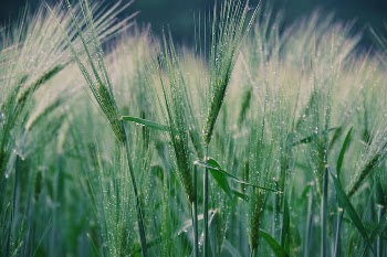 Green Wheat Field
