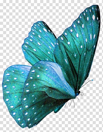 Green, white, and blue butterfly illustration, Butterfly Teal Turquoise Color Morpho, watercolor butterfly transparent background PNG clipart
