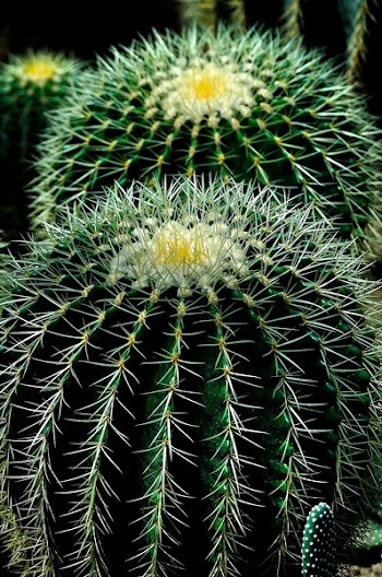 Green White and Yellow Petal Torny Flower