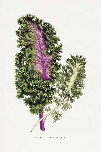 Green wild cabbage leaf illustration | Free Photo Illustration - rawpixel