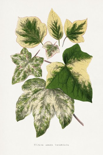 Green XXX leaf illustration from Les | Free Photo Illustration - rawpixel
