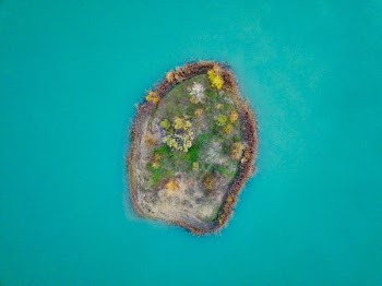 green, yellow, and brown plants on blue surface photography