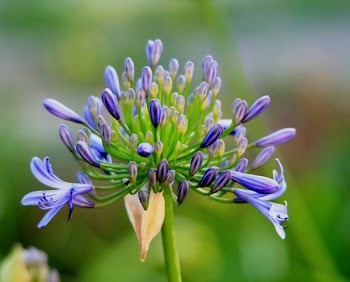 Green Yellow and Purple Cluster Petaled Flower
