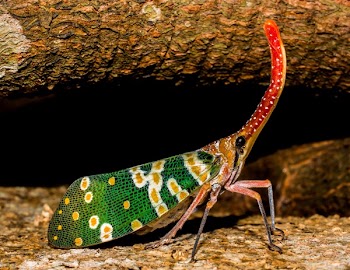 Green Yellow and Red Multicolored Insect in Close Up Photography