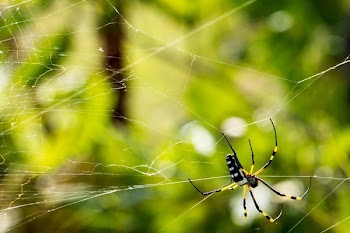 Green Yellow Black and White Spider