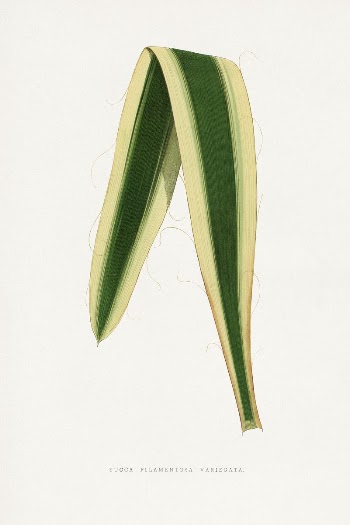 Green Yucca Filamentosa Variegata leaf | Free Photo Illustration - rawpixel