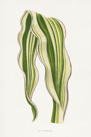 Green Zea Japonica leaf illustration | Free Photo Illustration - rawpixel