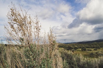 Greenfields