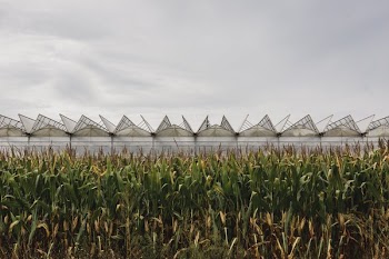 Greenhouse Top And Cornfield