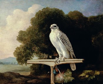 Greenland Falcon (1780) painting in high… | Free public domain illustration