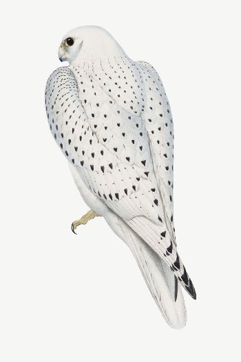 Greenland falcon bird, vintage animal | Free PSD Illustration - rawpixel