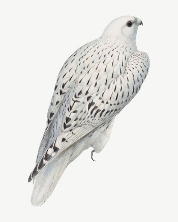 Greenland falcon bird, vintage animal | Free PSD Illustration - rawpixel