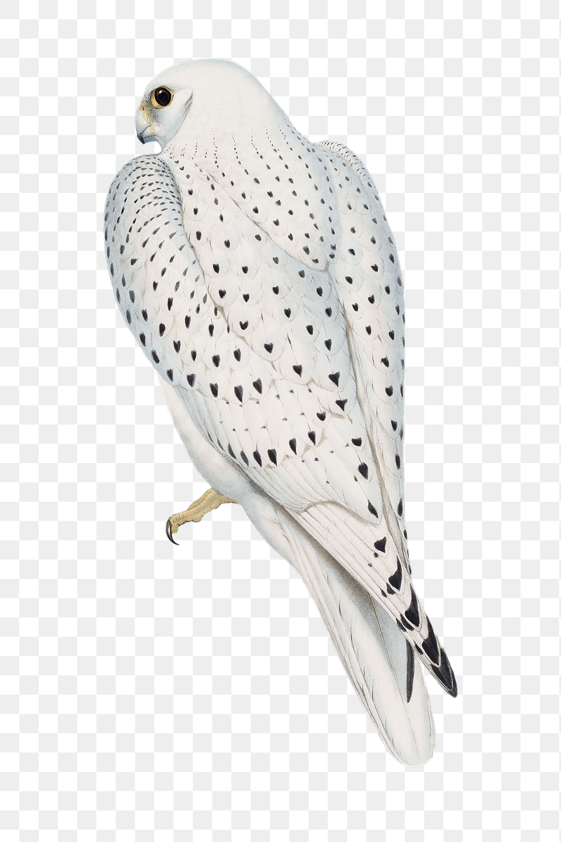 Greenland falcon png bird sticker, | Free PNG Illustration - rawpixel
