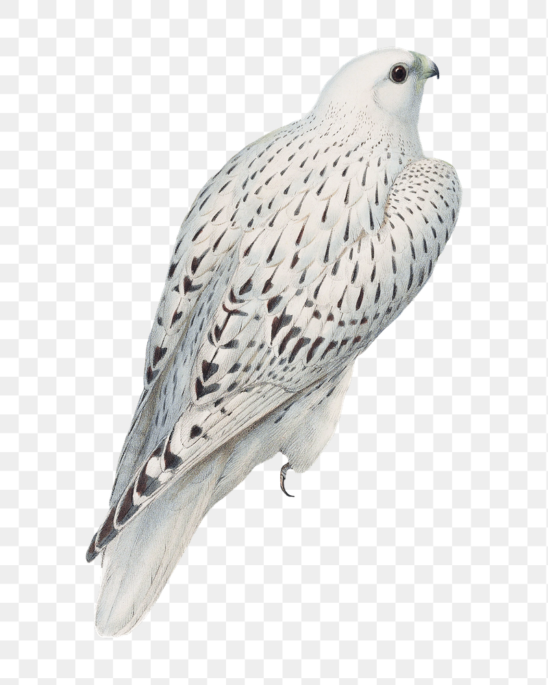 Greenland falcon png bird sticker, | Free PNG Illustration - rawpixel