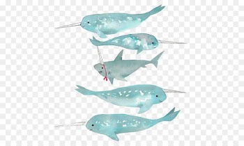 Greenland shark Narwhal Whale shark - Whale shark 
