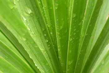 greenleaf.jpg