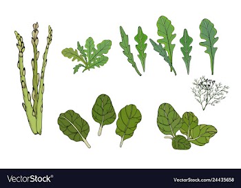 Greens for food spinach arugula vector image